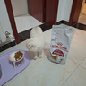 皇家成猫猫粮 营养均衡 F32 通用粮 1-7岁 2KG 实拍图
