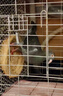 憨憨宠 鸽子笼 家用养殖鸟笼子特大号繁殖笼折叠配对笼大型带隔断鸽子窝 500# 可折叠鸽子笼 银色 实拍图