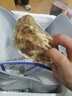 贝司令 鲜活乳山生态生蚝4XL 净重4斤 8-11只 生鲜源头直发年货送礼 实拍图