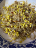 有机黄豆芽200g 实拍图