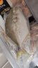 恒兴食品原条金鲳鱼净重2斤/4条装 BAP认证海鲜生鲜深海鱼食材送礼年货节 实拍图