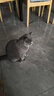 HELLOJOY猫梳子猫毛清理器宠物喷雾猫毛梳毛刷猫咪蒸汽按摩梳去浮毛免洗澡 实拍图