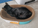 疯狂的主人猫抓板窝特大号猫玩具猫爪板猫抓盆不掉屑猫窝椭圆形瓦楞纸 实拍图