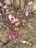 虎顿（HOTUN）玻璃门锁 U型锁双开门锁 门店商铺门锁 C级锁芯摩托车锁A137-400 实拍图