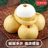 京地达砀山酥梨净重9斤大果300g+ 雪梨贡梨年货节礼盒 源头直发 包邮 实拍图