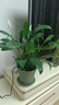 行湘白掌绿植盆栽桌面花卉水培 白掌+白色塑料泡泡吸水盆 源头直发 实拍图