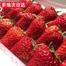 樱鲜多地次日达顺丰JD丹东99红颜香野奶油甜草莓新鲜水果年货送礼盒装 3盒 优选果【60枚】单果10-18g 实拍图