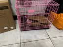 暮秋小主【猪猪侠同款】宠物小香猪活体幼崽家养纯种迷你猪活物可爱萌宠 泰国小香猪幼崽（公） 实拍图