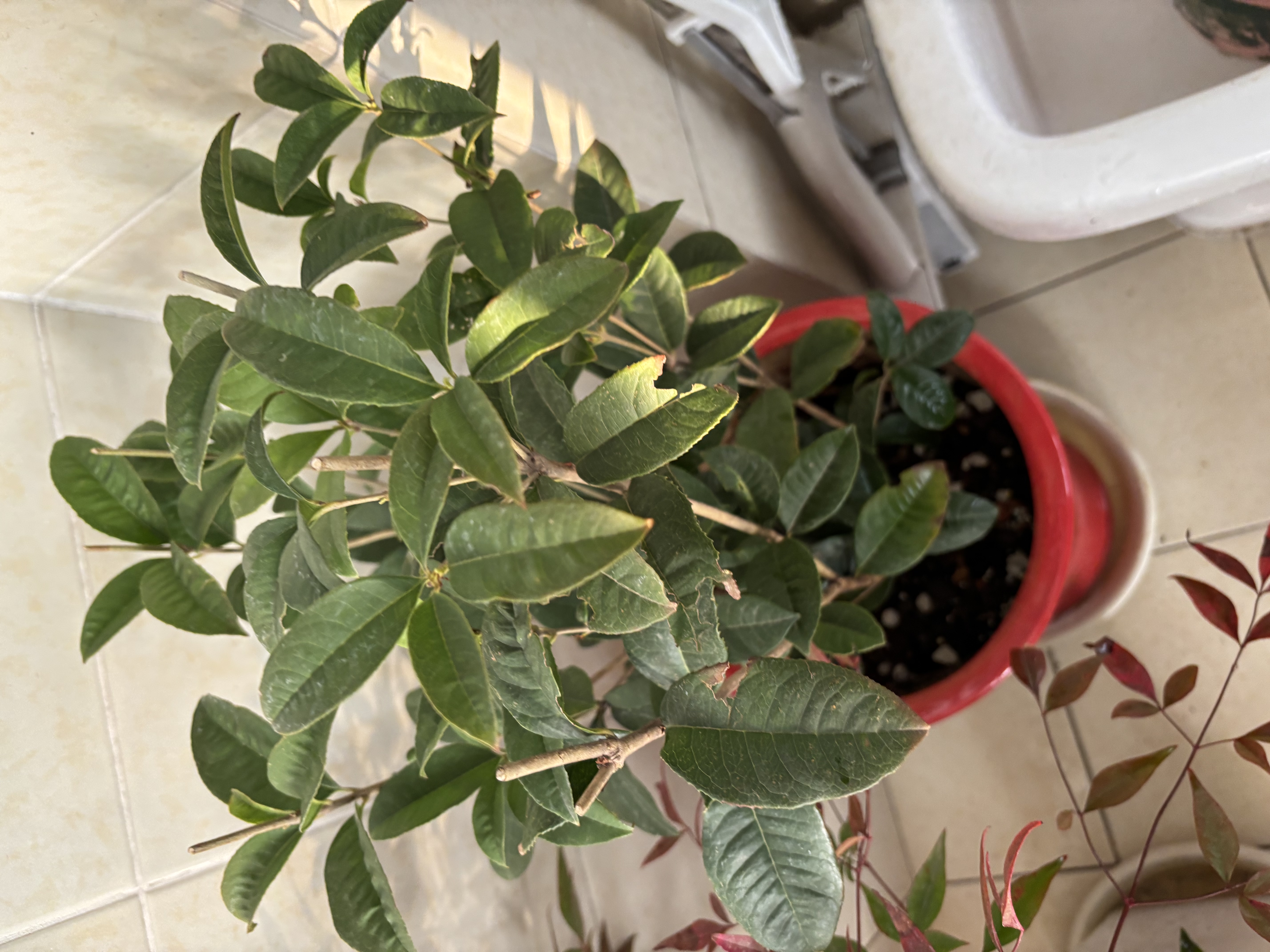 桂花树苗盆栽室内四季桂花卉植物金桂丹桂庭院大树浓香型绿植开花 四季桂花70-90cm-多分叉【原土球发货】 实拍图