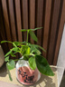 懒人水培绿植九里香绿萝文竹室内易养净化空气花卉盆栽植物花卉 鸭脚木1颗【不含盆】土培水培皆可10-15cm 实拍图