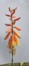 川崎（KAWASAKI）羽毛球鞋女款专业比赛训练耐磨减震透气运动鞋K-073D 白粉 40 实拍图