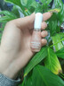 指甲油免烤速干环保无毒无味孕妇儿童可用可撕拉专用纯植物春夏天 04#粉雾星河 12ml 实拍图