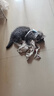 欢宠网猫咪牵引绳猫绳宠物防挣脱可调松紧背心式专用溜遛猫绳子外出用品 实拍图