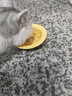 元气萌物韩国bd飞碟碗宠物碗陶瓷碗狗猫碗不黑下巴猫狗食盆喝水碗慢食碗 黄色bd飞碟碗 实拍图