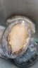 海鲜世家福建冷冻大鲍鱼净重360g 8粒 火锅烧烤食材 生鲜贝类海鲜年货送礼 实拍图