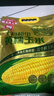 十月稻田 黄甜糯玉米 8根 3.52斤 真空包装 东北粘玉米棒 低脂早餐 实拍图