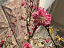 七匹狼【纯棉抑菌】保暖内衣男秋衣秋裤套装圆领棉毛秋冬套装 浅灰3XL 实拍图