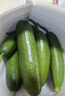 水果黄瓜无刺减肥好搭配可即食生鲜蔬菜 【优选】寿光水果黄瓜 1.7斤 净重 实拍图