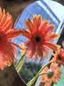 【非洲菊】弗朗扶朗鲜花礼物水培太阳花好养七夕节礼物 【随机非洲菊2扎20支35cm】 实拍图