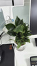 绿有意绿植盆栽多肉花卉盆栽植物室内桌面水培绿植办公室客厅植物懒人 金钻（绿公主清新养眼） 实拍图
