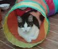 HOUYA猫玩具3只装挂门悬挂弹力羽毛逗猫棒自嗨解闷荡秋千铃铛猫咪用品 实拍图