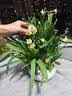 花翁漳州水仙花种球盆栽水养花卉绿植室内冬季水培植物带花苞源头直发 实拍图