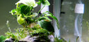 云峰海瑞 鱼缸造景真活体水草草坪水草种子鱼缸草缸造景水族箱装饰前景 果冻蓝精灵1杯 实拍图