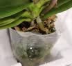 年宵花春节蝴蝶兰盆栽绿植花卉年货装饰过年四季开花大苗好养易活 紫美人---【包开花】送营养液2包 带1支花剑 实拍图