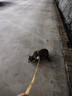 snowpaws猫咪牵引绳猫绳胸背带遛猫绳溜猫绳子背心宠物防挣脱逃脱背带链子 实拍图