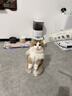 霍曼（Homerun）宠物智能自动喂食器猫粮定时猫咪自动投食机陶瓷单碗增高版PF20 实拍图