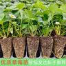 恋品惠草莓苗原土发货开花大果四季奶油草莓苗批发草莓苗当年结果穴盘苗 12棵宁玉草莓【原土发货】+肥料 实拍图