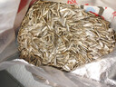 俏己食内蒙古瓜子大颗粒363原味新货现炒葵花籽熟瓜子年货休闲零食品2斤 实拍图