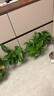 双盟绿萝盆栽除甲醛花卉绿植办公室新房净化空气110竖纹盆8盆源头直发 实拍图