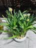 花翁漳州水仙花种球盆栽水养花卉绿植室内冬季水培植物带花苞源头直发 实拍图