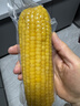 十月稻田 黄甜糯玉米 8根 3.52斤 真空包装 东北粘玉米棒 低脂早餐 实拍图