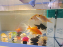阔庭（KUOTING）鱼缸懒人鱼缸家用客厅办公室金鱼缸过滤鱼缸蓝色款【大号】 实拍图