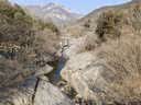 崂卓崂山红茶2026新茶250g礼盒装头春品质花果香 山东青岛特产 实拍图
