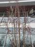 秦品轩陕西特产贵妃雪花酥480g西安小吃传统糕点休闲零食百花酥伴手礼品 实拍图