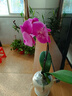 年宵花春节蝴蝶兰盆栽花苗桌面装饰花卉植物四季好养绿植过年货 粉色系蝴蝶兰配雪糕陶瓷盆 实拍图