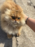 网易严选猫用浓汤红肉罐头 成猫幼猫湿粮猫零食63%肉含量鲜美鱼香 金枪鱼扇贝口味 85g*24罐 实拍图
