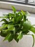 双盟绿萝盆栽除甲醛花卉绿植办公室新房净化空气180加仑4盆装源头直发 实拍图
