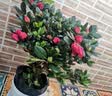 花翁杜鹃花盆栽四季开花带花苞过年花卉室内植物阳台鲜花绿植源头直发 实拍图