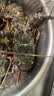 喵和渔鲜活小青龙印尼大龙虾 青龙虾 虾类活虾青龙仔生鲜海鲜 （6-7两/6只） 实拍图