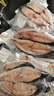 湛江特产特大马鲛鱼片深海天然鲜活零添加非一夜埕马友鱼鱼类净重 (460-500g/包)特大马鲛鱼中段切片 5包(每包2-3片)不搭鱼头去内脏 实拍图