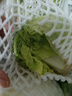 球生菜约500g 实拍图