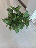 双盟绿萝盆栽除甲醛花卉绿植办公新房净化空气180龙蛋光面4盆源头直发 实拍图