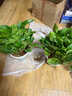 双盟绿萝盆栽除甲醛花卉绿植办公室新房净化空气180加仑2盆装源头直发 实拍图