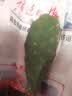 花琴仙人掌盆栽嫁接蟹爪兰 现切绿植无根叶片1片约10cm长机发源头直发 实拍图