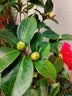 盆栽茶花苗 四季香妃茶花盆栽带花苞浓香型庭院室内好养五色赤丹树苗花卉植物 精品五色茶花 2年苗 实拍图