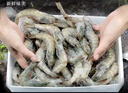 东上御品虾 青岛大虾基围虾鲜活青虾白虾海虾对虾冰虾冻虾生鲜 虾类 海鲜 3斤(净重)  气冻大虾【活虾速冻】 15-18cm【单只超大虾】 实拍图